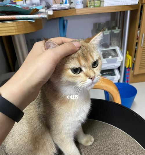 爱宠猫的健康检查（保护宠物猫免受疾病侵害的基本方法）