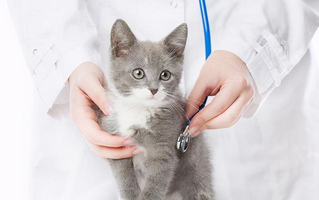 如何帮助宠物猫治疗肠炎（猫得了肠炎）