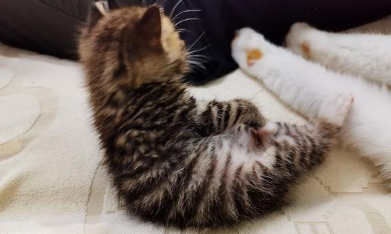 母猫如何引导小猫使用猫砂盆（让宠物猫学会正确使用猫砂盆的方法）