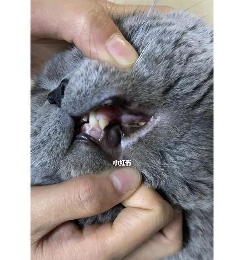 宠物猫牙掉了怎么办（掌握这些技巧）