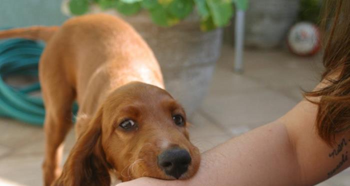 宠物猫狂犬病防治指南（以免生命受威胁）