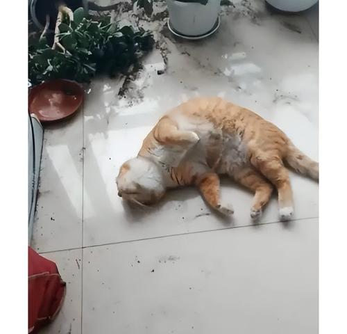 宠物猫乱抓东西怎么办（家里的摆设都不安全了）