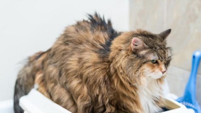 猫猫拉血尿怎么办？——宠物疾病解决大全