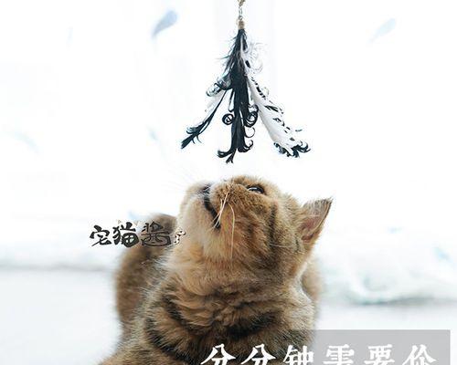 猫咪的排便习惯与健康问题剖析（探究猫咪每天排便量多少合适）