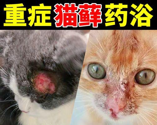 揭开猫皮炎的形成秘密——宠物主人必读（探究猫皮炎的形成原因与预防措施）