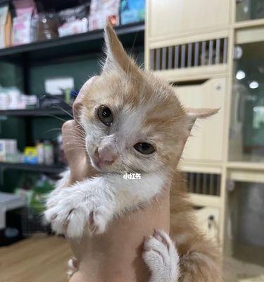 宠物猫驱虫指南（详解驱虫时间及注意事项）