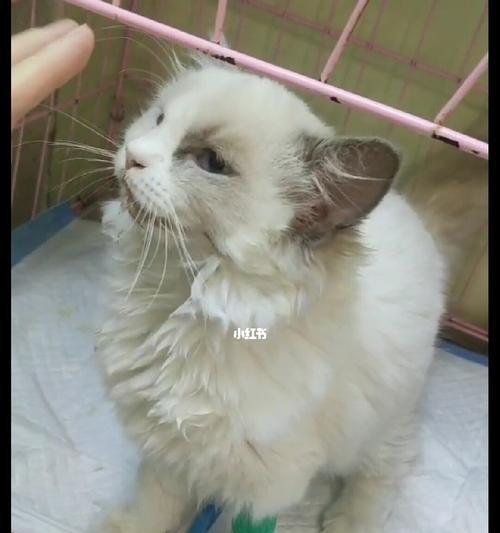 猫瘟的预防与治疗——以猫为什么会的猫瘟为主题（保护宠物健康）