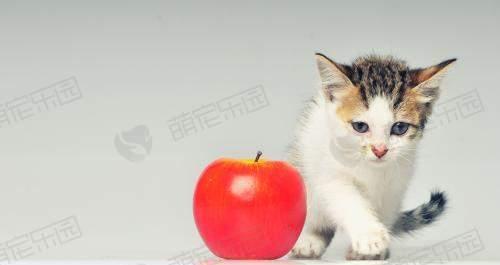猫虚弱时可食用的水果有哪些（以宠物为主）