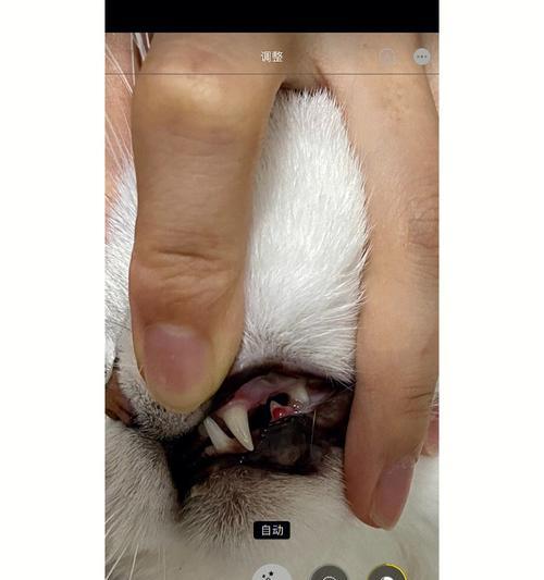 如何治疗宠物猫的牙龈烂问题（掌握正确方法）