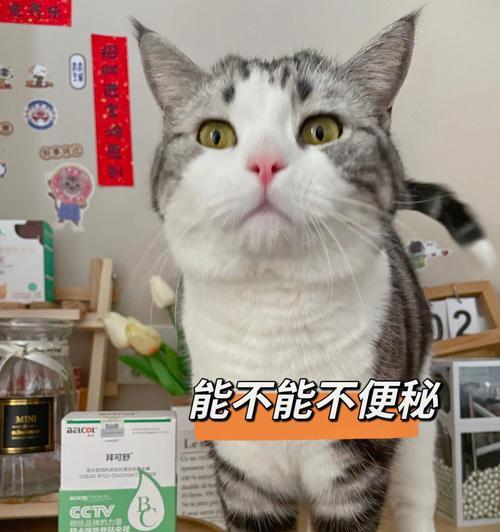 如何解决宠物猫的严重便秘问题（宠物猫便秘的原因）