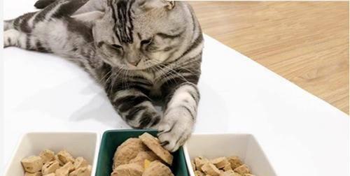 猫的饮食需求——一天需要吃多少肉（宠物猫的合理饮食对健康至关重要）