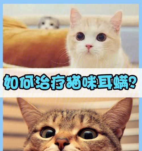 猫咪健康全攻略（从宠物到家庭成员）