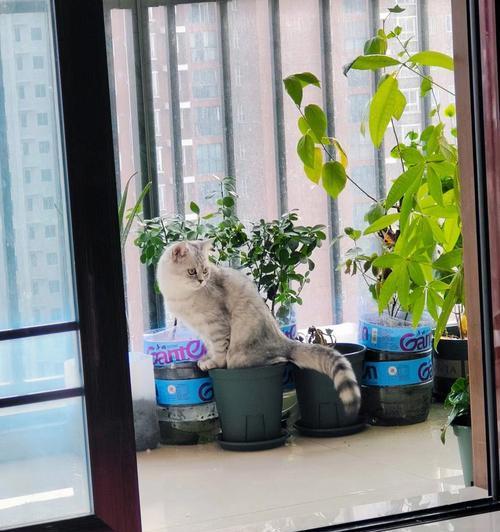 猫总扒花盆，主人要怎么做（以宠物为主）