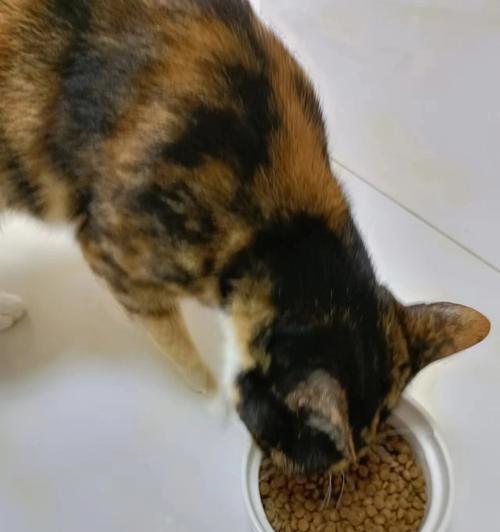 以差猫最爱吃的猫粮为主的宠物饮食话题探讨（揭秘差猫喜欢的猫粮品牌和口味）