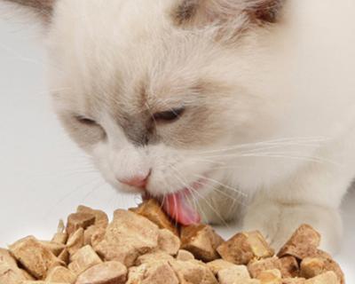 以差猫最爱吃的猫粮为主的宠物饮食话题探讨（揭秘差猫喜欢的猫粮品牌和口味）