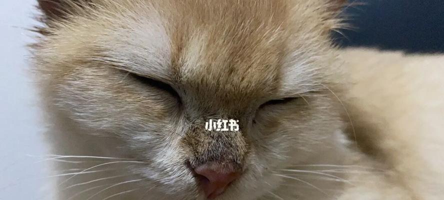 揭秘猫咪鼻梁湿黑的原因（从宠物健康和饮食两方面深入分析）