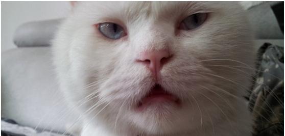 探究猫咪鼻炎的症状表现（以宠物为主）