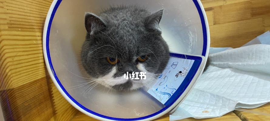 猫咪便秘多日怎么办（宠物健康的重要性及处理猫咪便秘的方法）