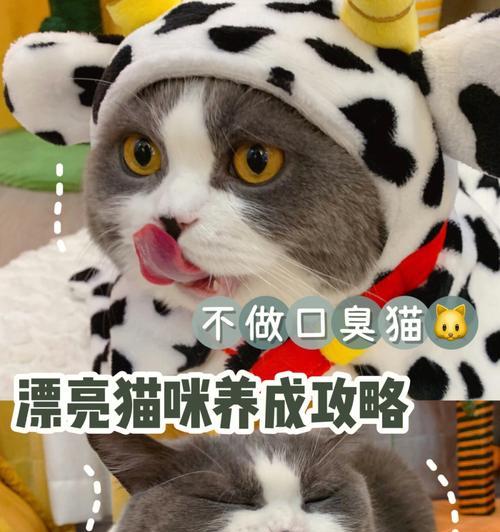 猫咪便秘的原因及预防方法（宠物健康必备）