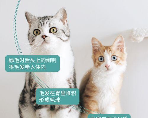 猫咪便秘的原因及预防方法（宠物健康必备）