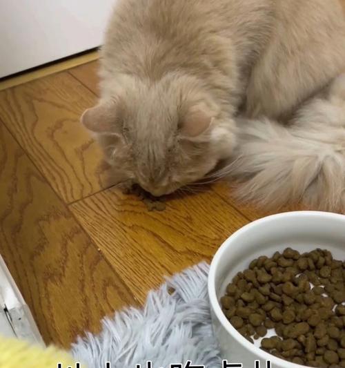 猫咪为什么不吃东西还会吐（探究猫咪不进食和呕吐的原因及解决方法）