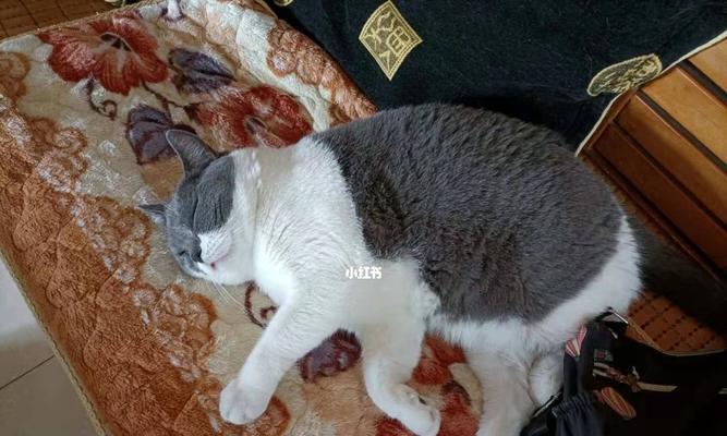 猫咪装死不肯洗澡（宠物洗澡难题）