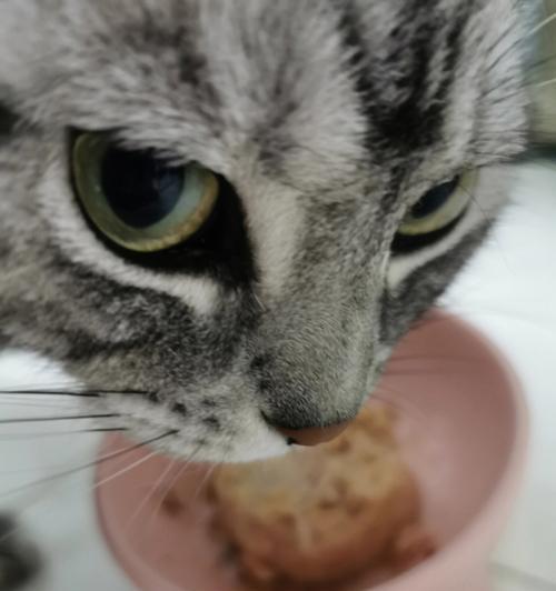 猫咪不拉屎不吃饭（分析猫咪行为背后的原因）