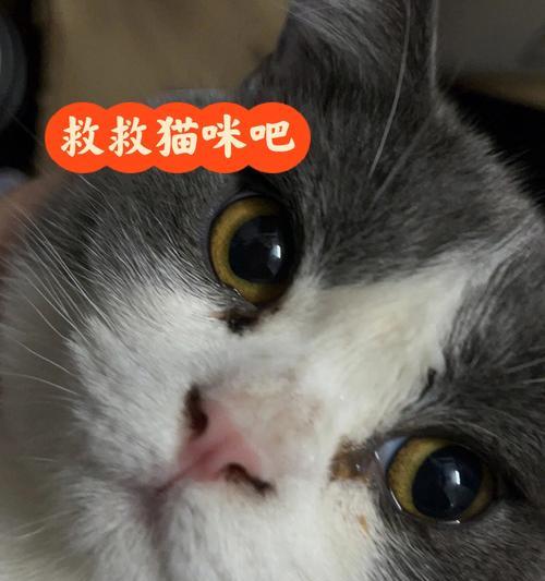 猫咪蹭人发呼噜的奥秘（宠物猫喜欢蹭人）