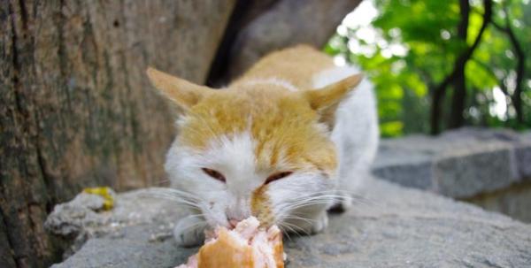 猫咪常吃鸡肉好吗？剖析猫咪饮食的正确姿势