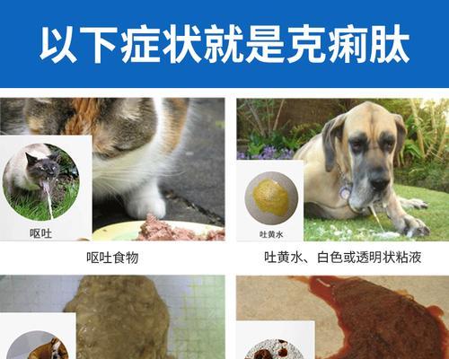 猫咪肠胃炎几天好（探究猫咪肠胃炎的症状和治疗方法）