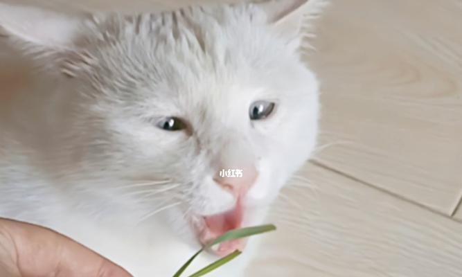宠物猫咪为什么会吃草（猫咪吃草的原因、好处与吐的风险）