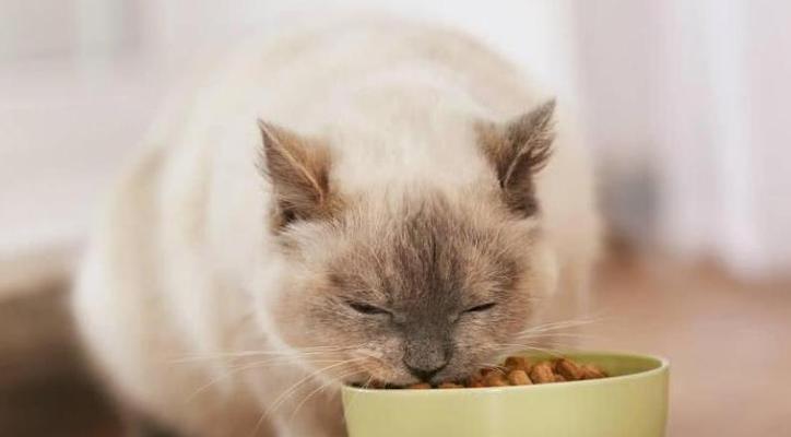 猫咪吃撑了的症状及处理方法（宠物饮食管理的重要性与预防措施）