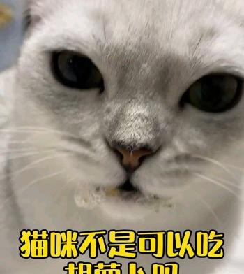 为什么猫咪吃胡萝卜有益（探究猫咪吃胡萝卜的好处以及食用方法）