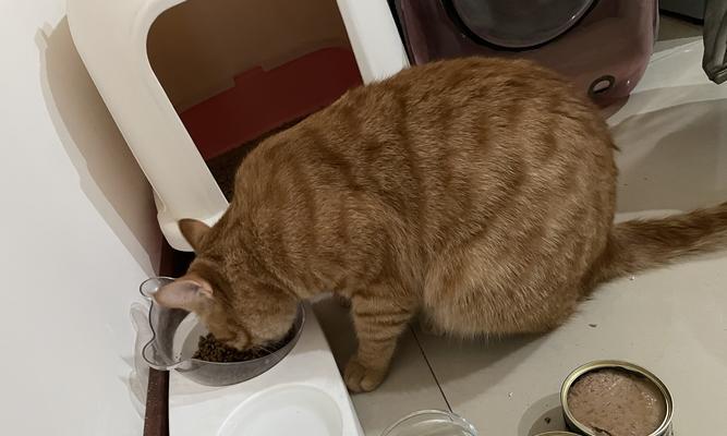 猫咪吃零食罐的好处与注意事项（宠物健康的重要性与如何科学喂养）