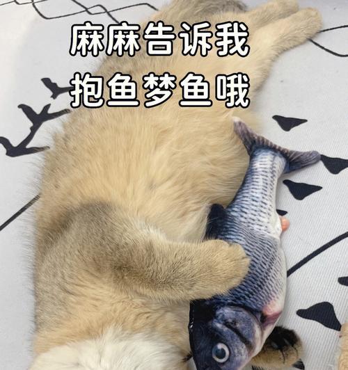 猫咪健康食谱——油炸小鱼干（以宠物为主）