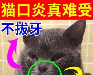 宠物猫咪口腔溃疡的治疗与预防（掌握正确的口腔卫生习惯）