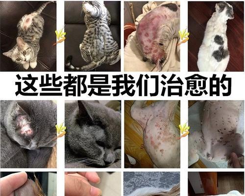 猫咪得癣的症状及治疗方法剖析（探讨宠物猫咪得癣的原因）