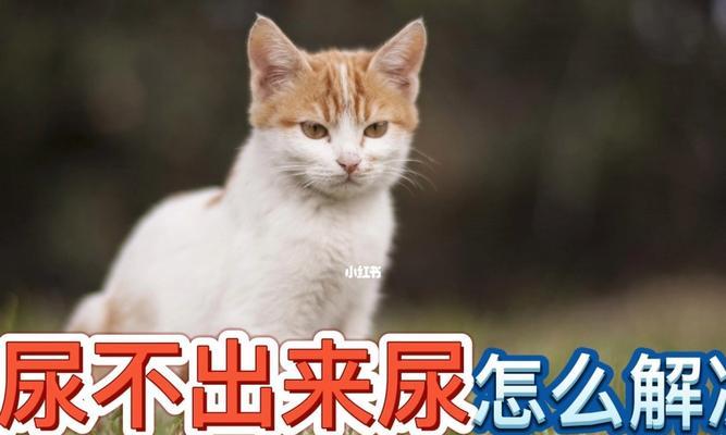 解决猫咪尿液问题（宠物家庭必备处理方法）