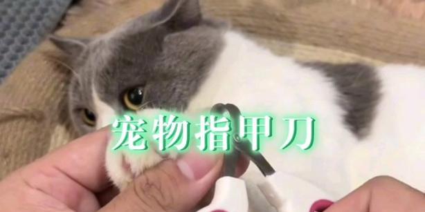 猫咪指甲修剪全攻略（知道这些）