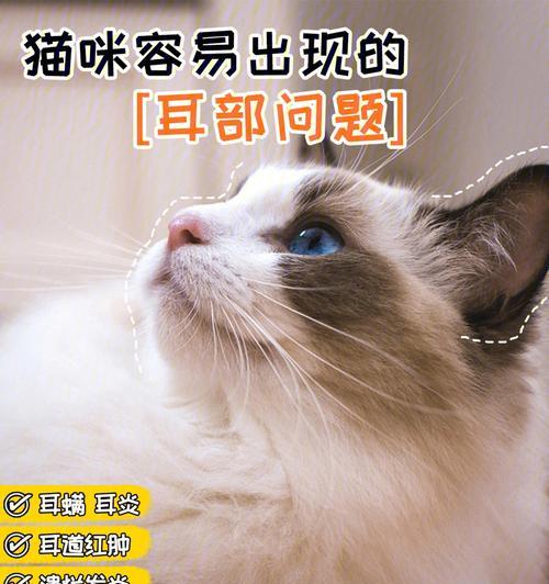 如何消除宠物猫咪耳朵臭（学会正确清洁）