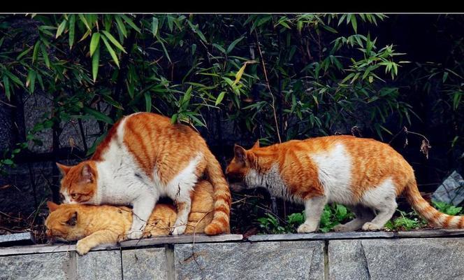 如何让猫咪发情后成功配种（猫咪配种的步骤与注意事项）