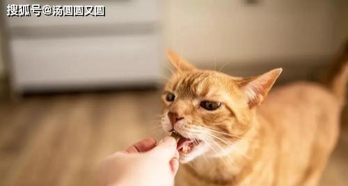 猫咪发烧的原因（了解猫咪发烧的原因及预防措施）