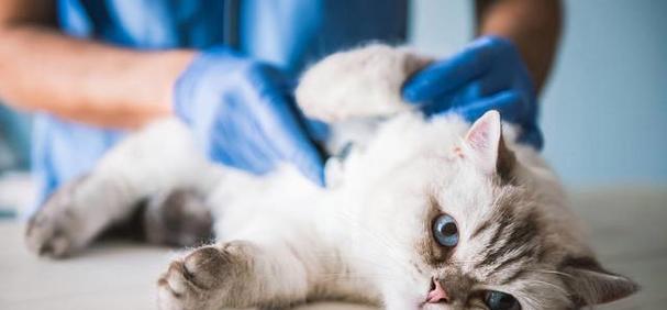 如何判断宠物猫是否发烧（轻松掌握宠物猫发烧的常见症状及处理方法）