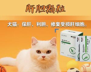 宠物猫咪的健康重要性（宠物猫咪的健康重要性）