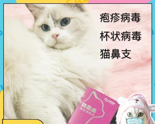 宠物猫咪感染病毒与用沙的关系（如何预防病毒感染）