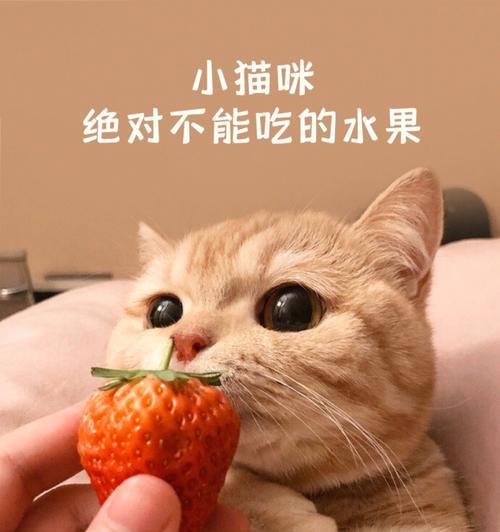 你的猫咪害怕哪些水果（了解这些水果）