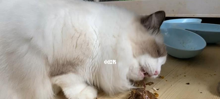 如何保护你的食物不被猫咪偷吃（宠物猫咪的饮食习惯与控制食欲的方法）