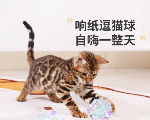 如何检查猫咪是否怀孕（了解猫咪怀孕的常见症状及检测方法）