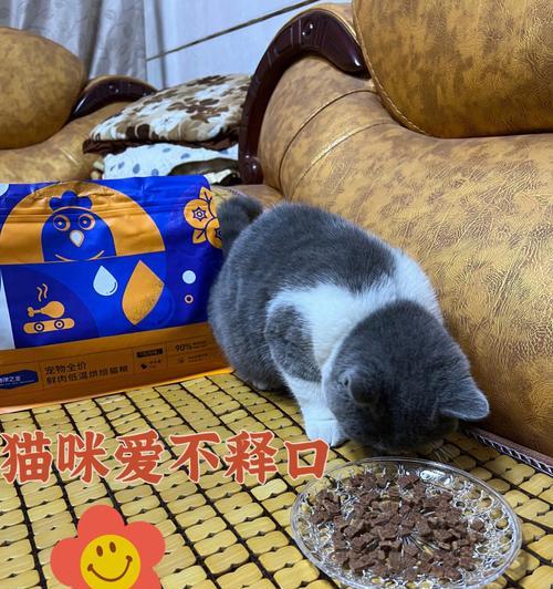 以猫咪换猫粮，注意这些细节（宠物健康食谱从饮食调整开始）