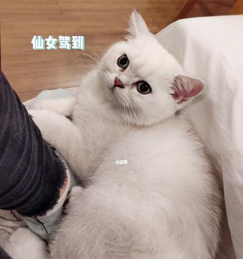 猫咪成年几个月（了解宠物猫咪成长规律）